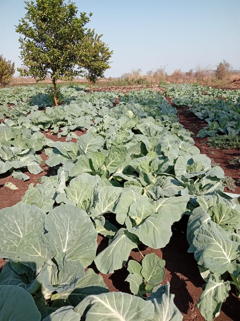 Campo de couve em desenvolvimento