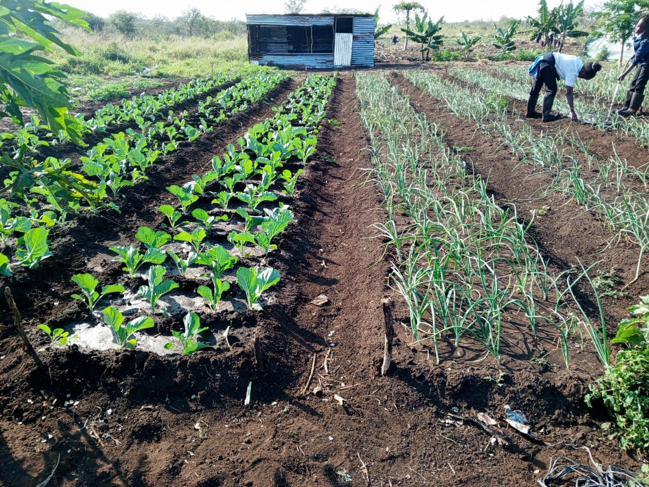 Camalhões de hortaliças cultivados por estudantes da AFFM